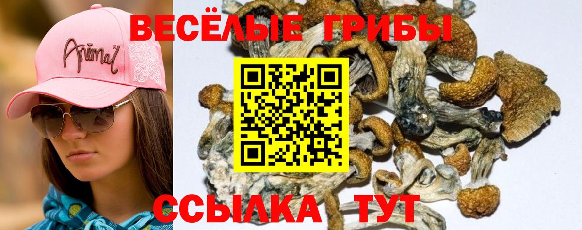 Псилоцибиновые грибы мухоморы Камышин